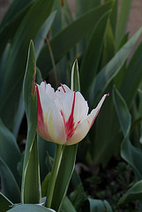 Tulipes flammées