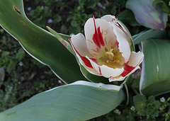 Tulipes flammées (2)