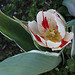 Tulipes flammées (2)