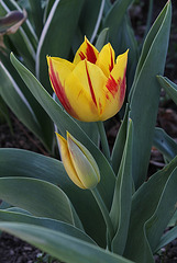 Tulipes flammées (3)