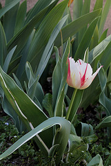 Tulipes flammées (4)