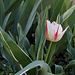 Tulipes flammées (4)