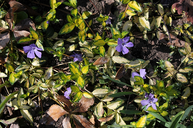 Vinca minor variegata