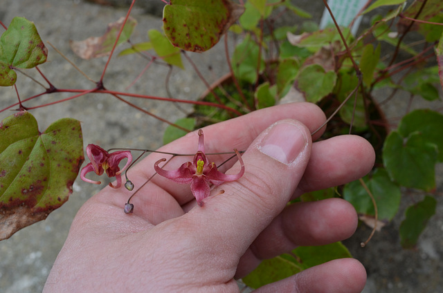 Epimedium 'magic elfes' DSC 0149