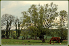 le cheval solitaire marche dans le vert pâturage ****