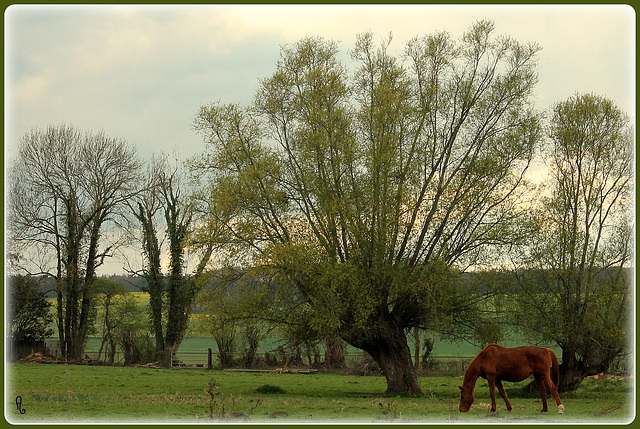 le cheval solitaire marche dans le vert pâturage ****