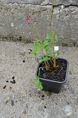 Dicentra eximia DSC 0153
