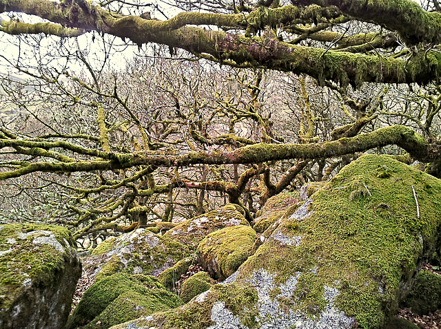 Wistmans Wood - Dartmoor - 120331 (mobile)