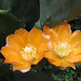 Cactus Flower (0799)