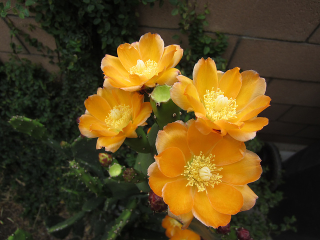 Cactus Flower (0800)