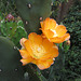 Cactus Flower (0801)