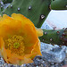 Cactus Flower (0805)