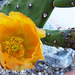 Cactus Flower (0806)