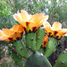 Cactus Flowers (0802)