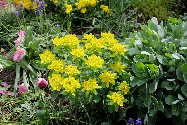 Euphorbia polychroma