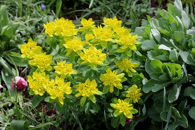 Euphorbia polychroma  (2)