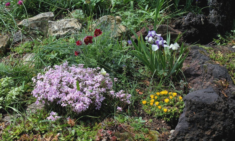 Rocaille en avril (3)