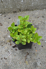 origanum vulgare aureum DSC 0159