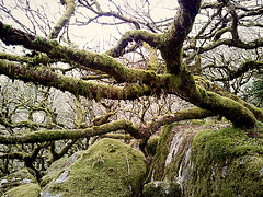 Wistmans Wood - Dartmoor - 120331 (mobile)