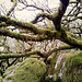 Wistmans Wood - Dartmoor - 120331 (mobile)