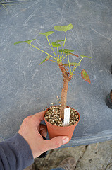 Pelargonium cotyledonis DSC 0107