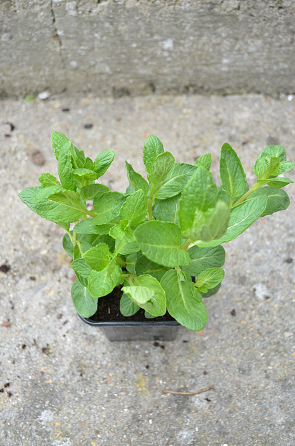 mentha spicata nanah DSC 0163