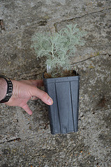 Artemisia alba 'canescens' DSC 0117