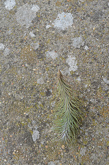 tillandsia funckiana DSC 0166
