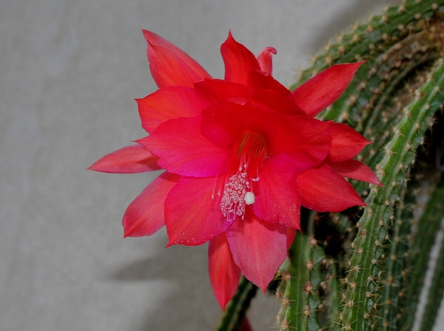 Aporocactus-Disocactus mallisonii