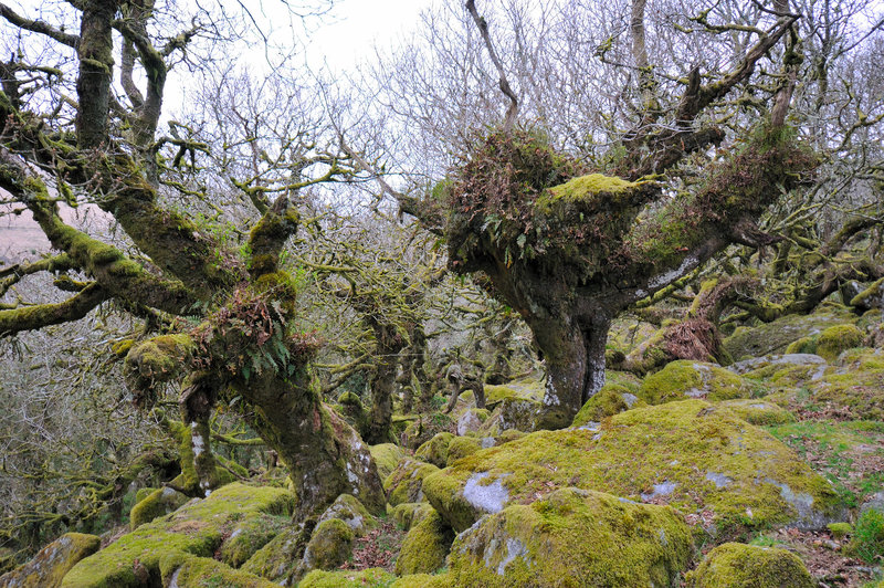 Wistmans Wood - Dartmoor - 120331