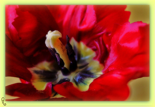 COEUR DE TULIPE ****