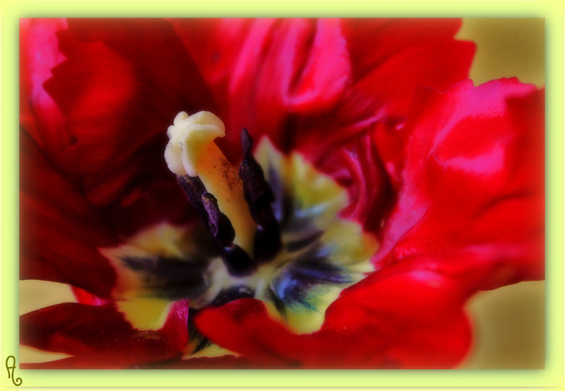 COEUR DE TULIPE ****