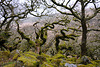 Wistmans Wood - Dartmoor - 120331