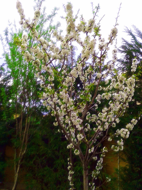 Cerezo en flor.