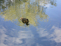 canard et  reflets du ciel