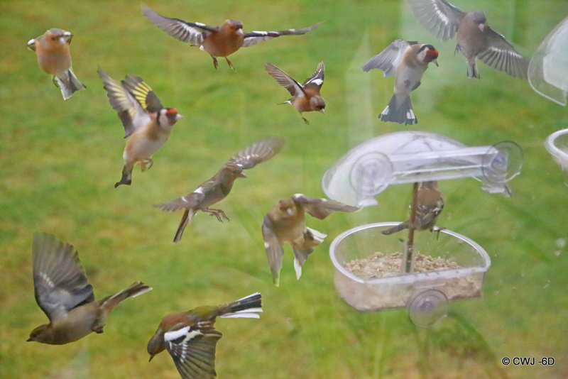 Rush hour at the feeder this morning