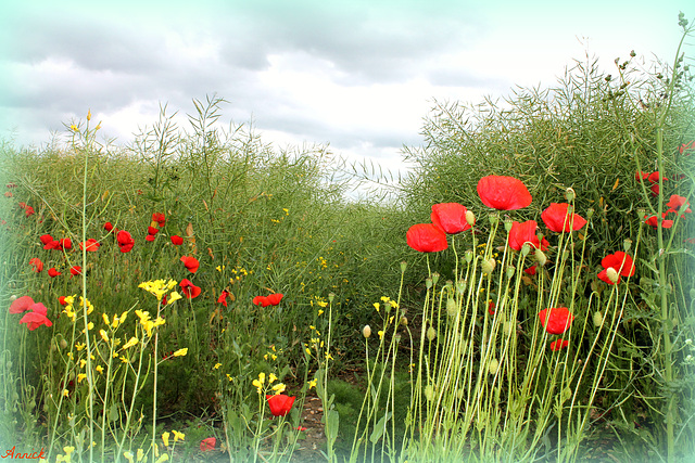 SPRING NATURE***