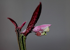 Monadenium montanum ssp rubellum