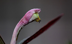 Monadenium montanum ssp rubellum (2)