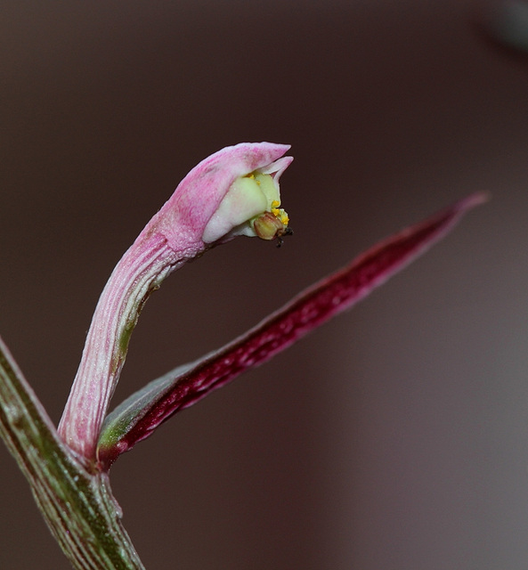 Monadenium montanum ssp rubellum (3)