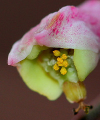 Monadenium montanum ssp rubellum (4)