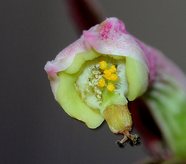 Monadenium montanum ssp rubellum (6)