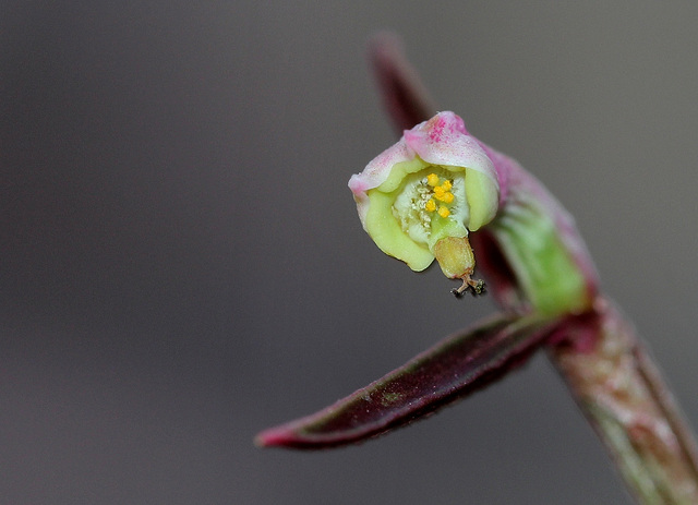 Monadenium montanum ssp rubellum (7)