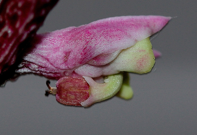 Monadenium montanum ssp rubellum (9)