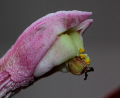 Monadenium montanum ssp rubellum (10)