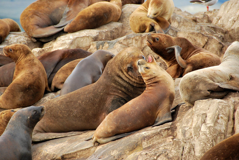 Sea Lions.Milieu Naturel