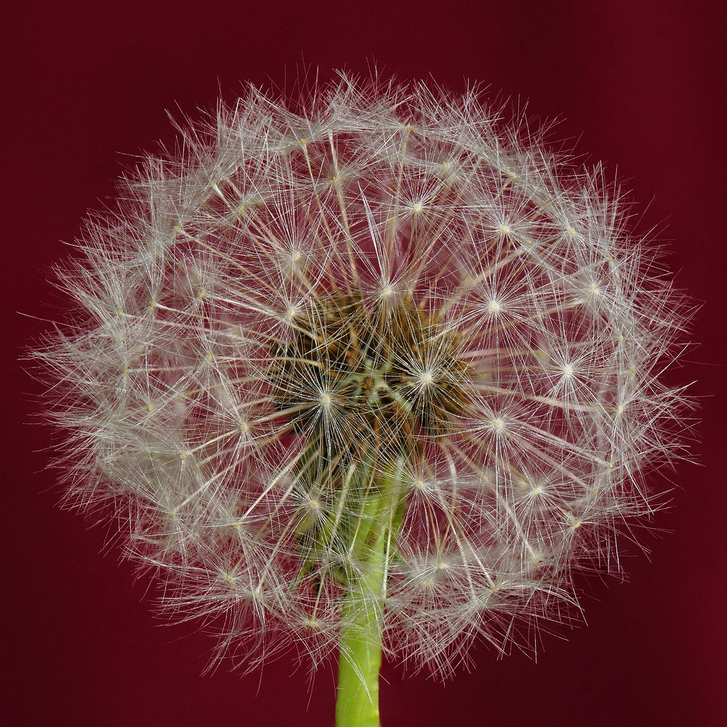 Dandelion Head