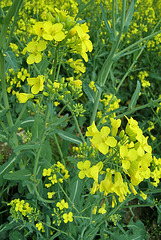 Fleurs de Colza