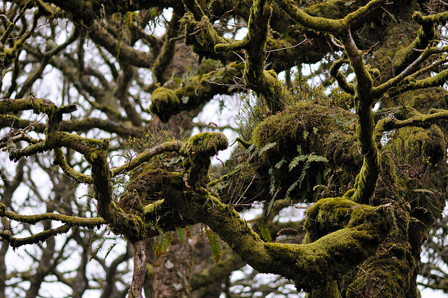 Wistmans Wood - Dartmoor - 120331