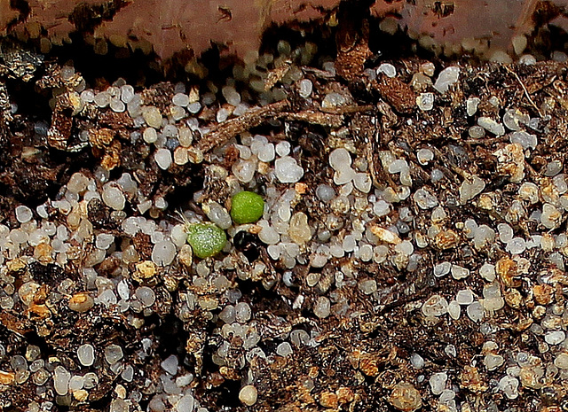 Parodia